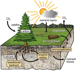 Forest carbon nutrient cycle